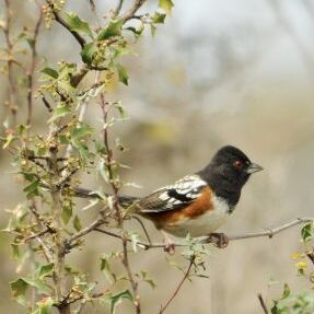 DelRioBirding830Times DelRioBirding830Times