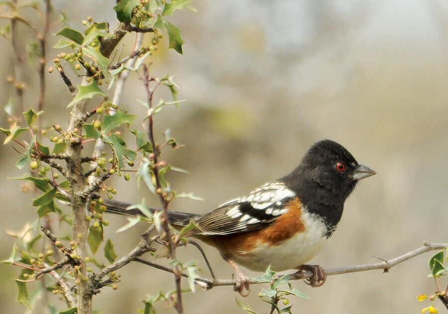 DelRioBirding830Times DelRioBirding830Times